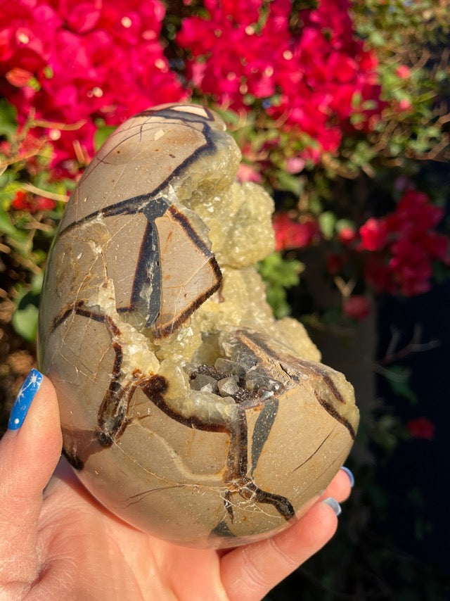Septarian Geode “Dragon Egg”