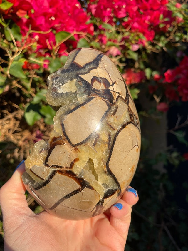 Septarian Geode “Dragon Egg”