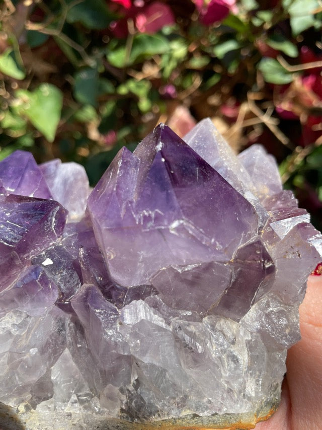 Large Amethyst Cluster