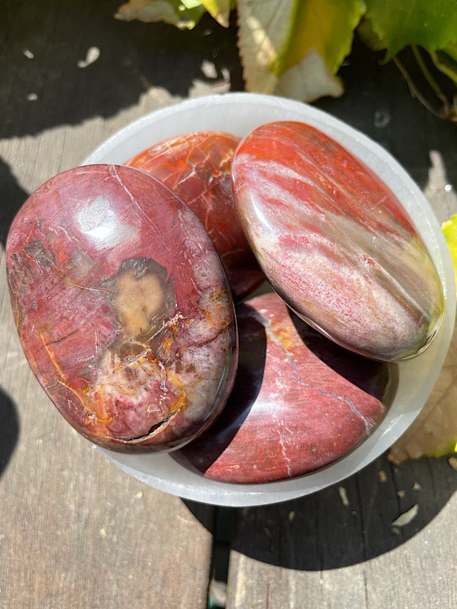 Petrified Wood Palm Stone