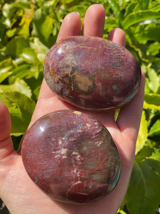 Petrified Wood Palm Stone