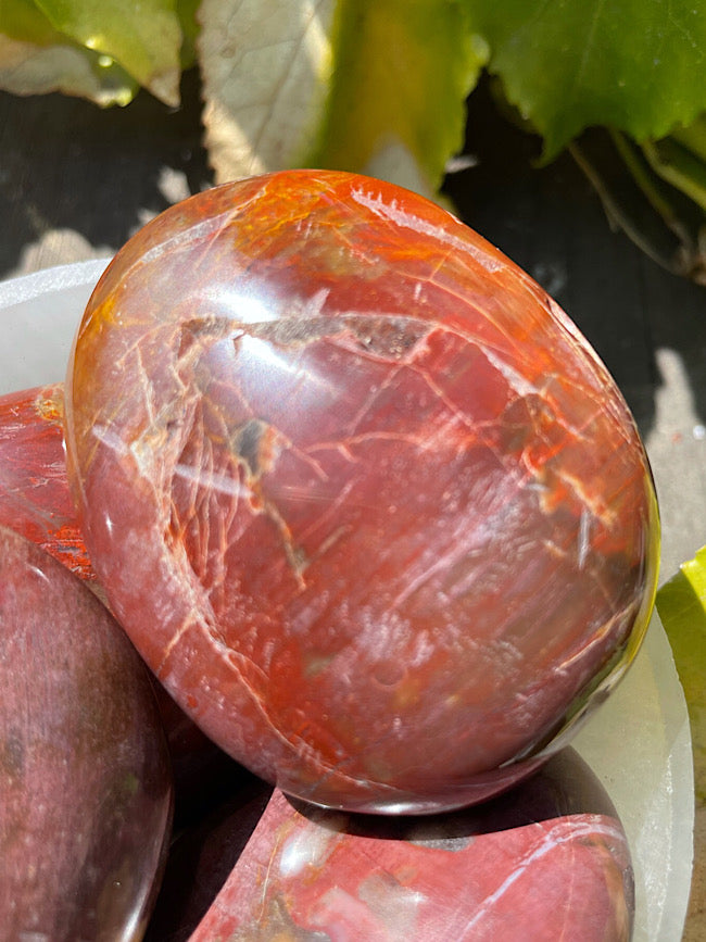 Petrified Wood Palm Stone