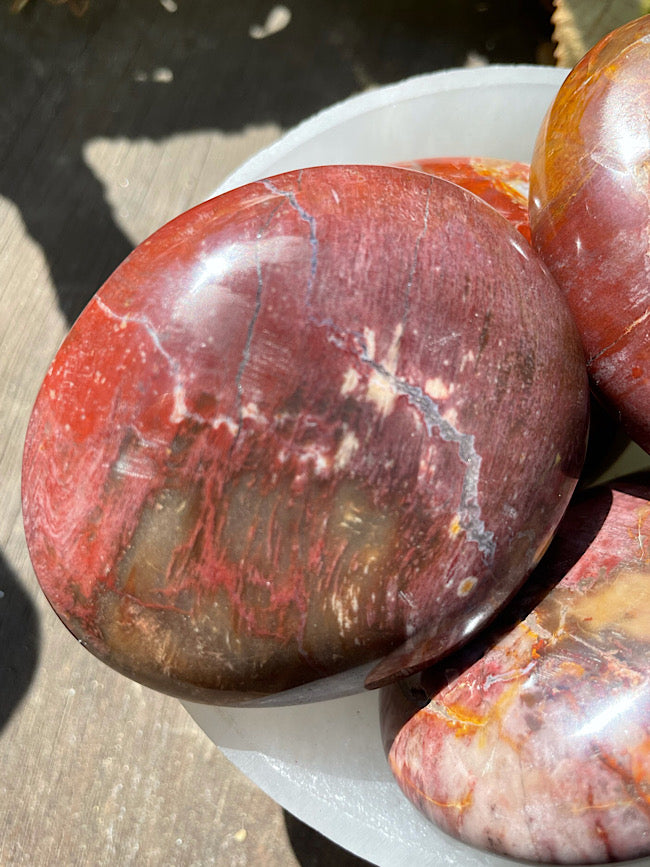 Petrified Wood Palm Stone