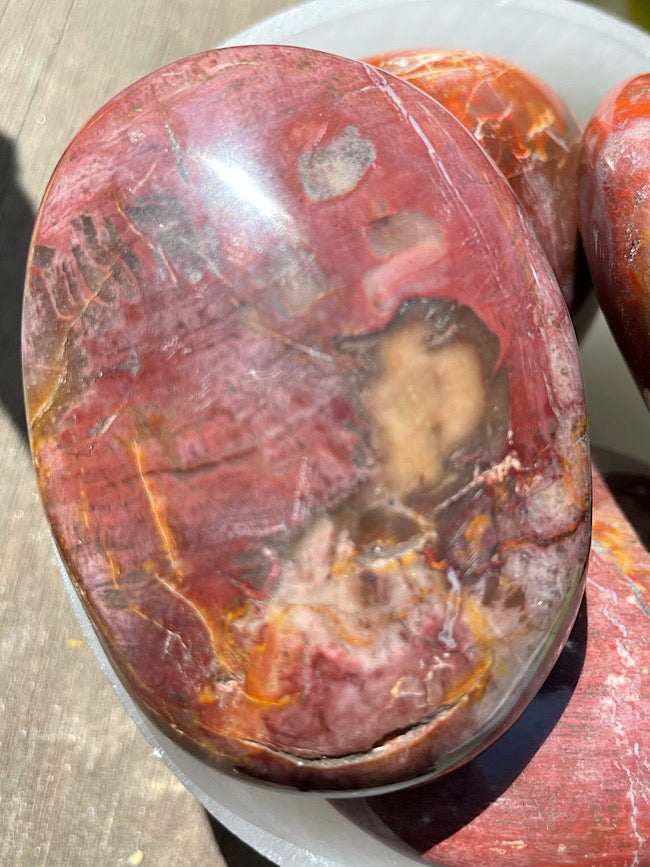 Petrified Wood Palm Stone