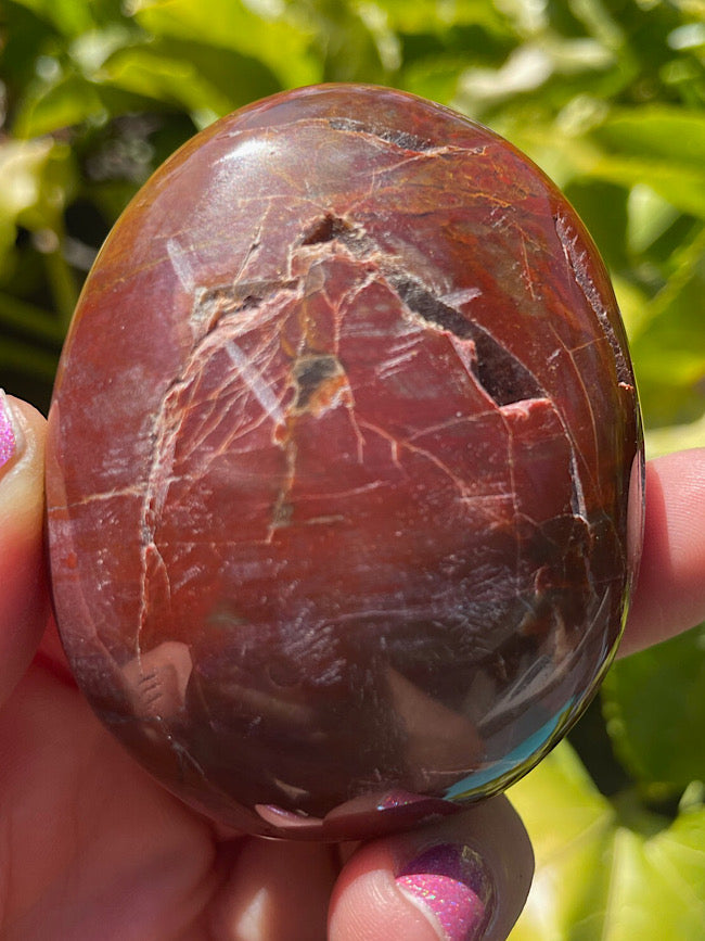 Petrified Wood Palm Stone